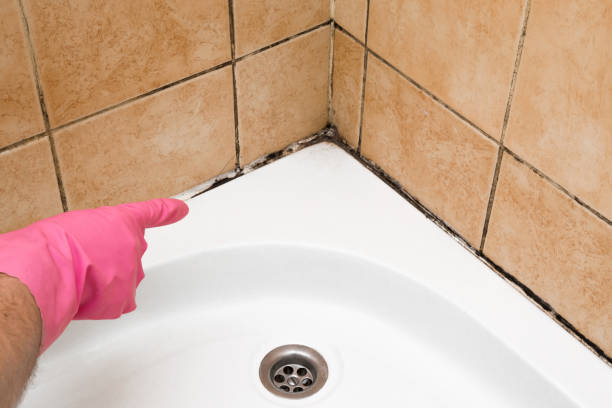 Best Certified Mold Removal  in Limestone Creek, FL